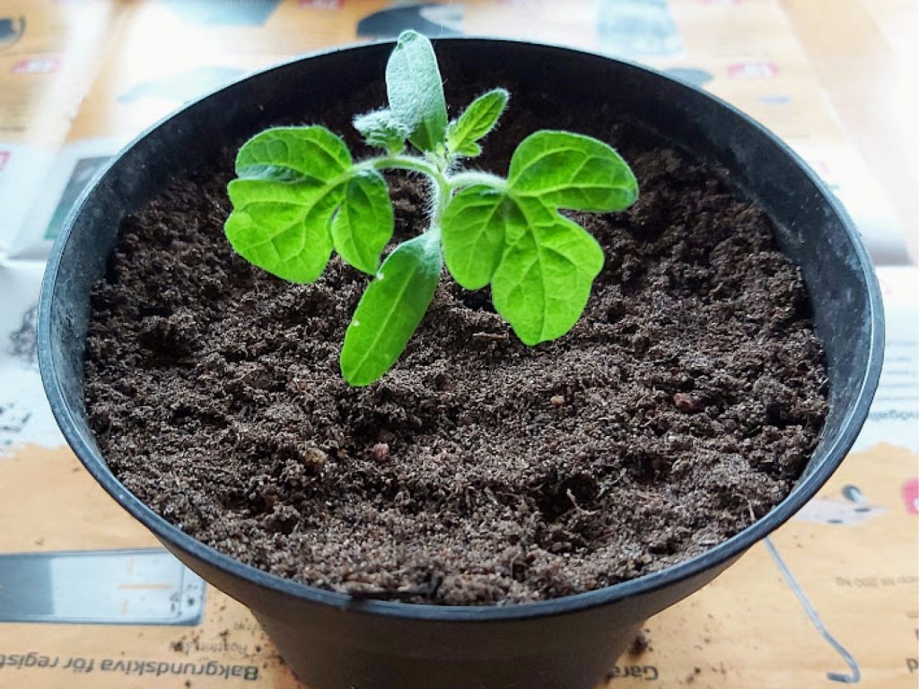 Omskolad tomatplanta i plastkruka