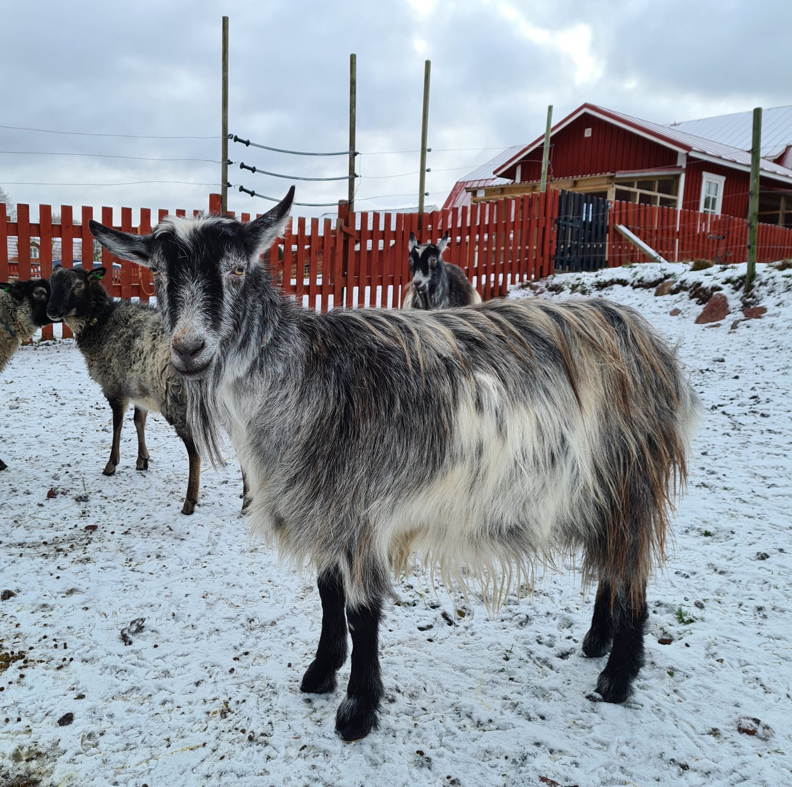 Vinterhälsningar från djuren på Ålands 4H-gård featured image