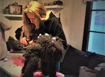Att vara dogsitter – Fanny berättar Featured image