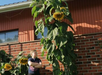 Elias Björknäs vinner 4H-solrostävlingen – för andra året i rad Featured image