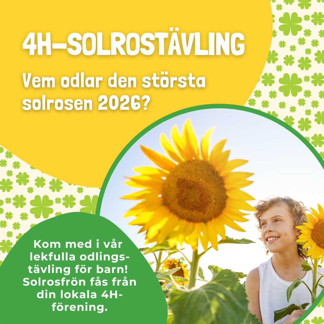 4H-solrostävlingen 2026: Vem odlar den störta solrosen i sommar? featured image