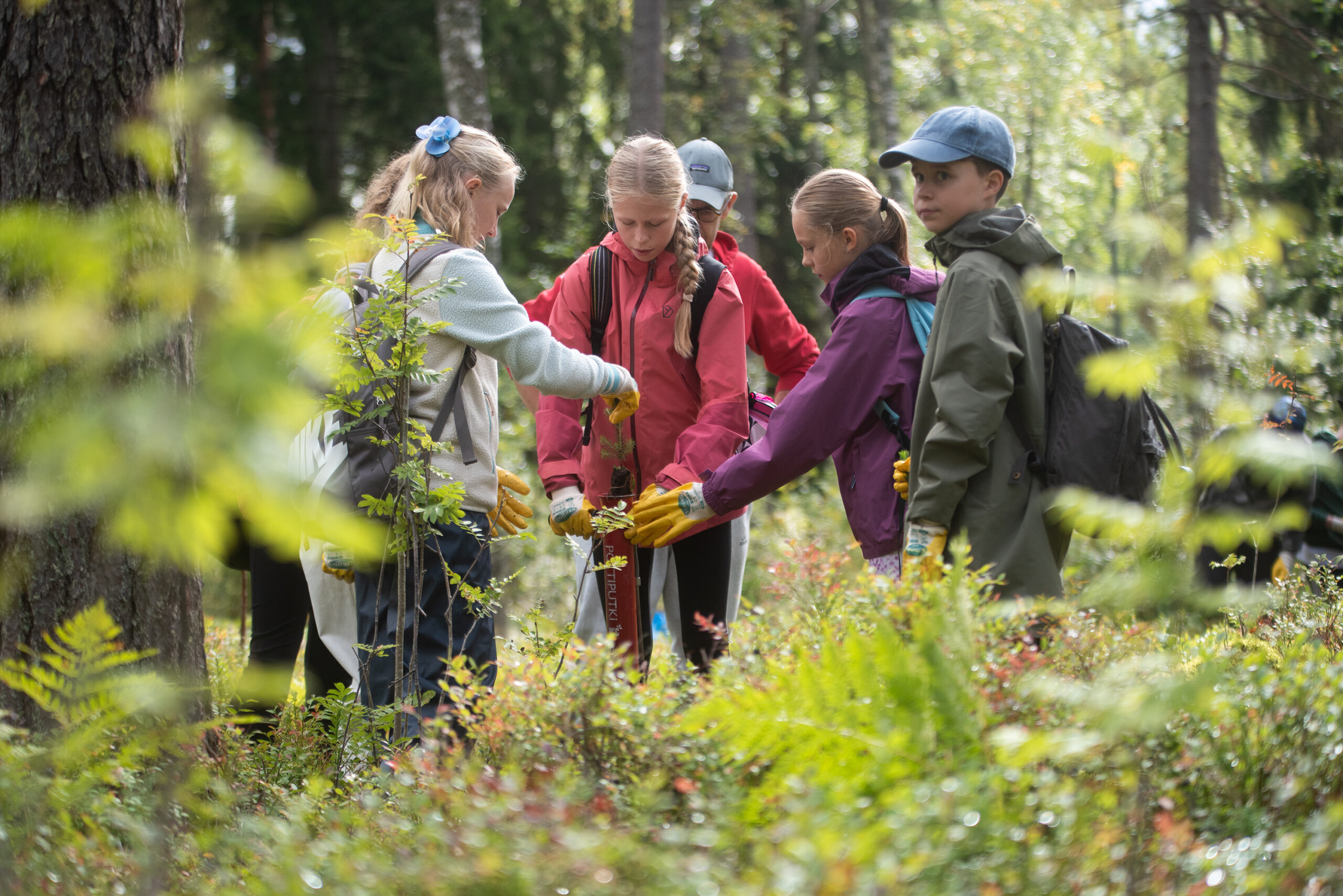 Pressinbjudan: Alla sjätteklassare ut i skogen -skogsdagar ordnas i Kronoby för svenskspråkiga skolelever i norra delarna av Österbotten featured image